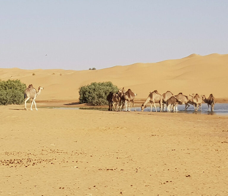 Dromadaires dans l'oasis en plein désert Tunisien