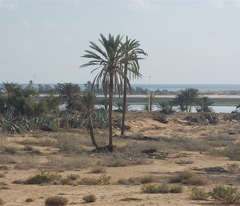 Paysage désert avec palmier