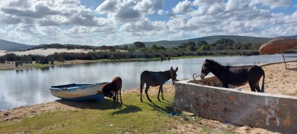 Anes au bord de mer