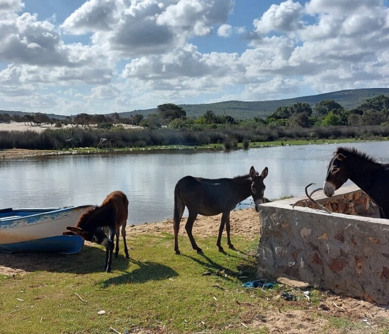 Anes au bord de mer